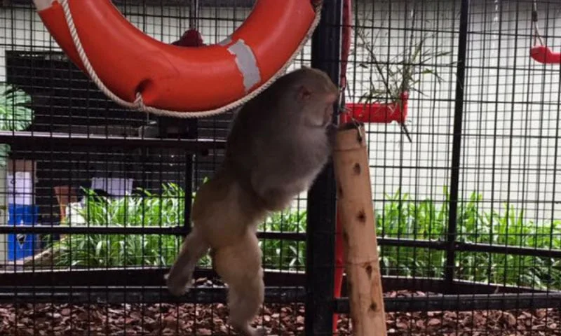 Monkey playing inside the cage