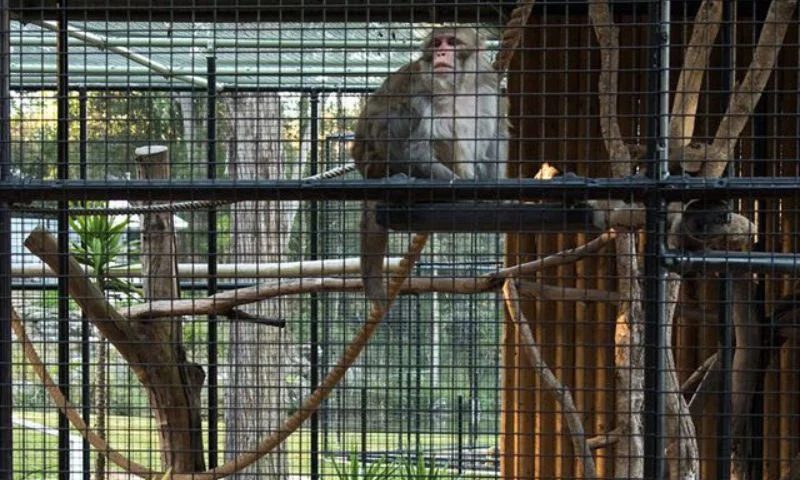 Monkey inside a cage in a park or zoo